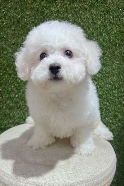 Source portrait used before template generation